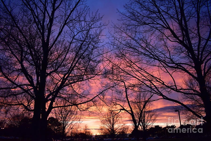 Sunset Through the Trees Photograph by Bailey Maier