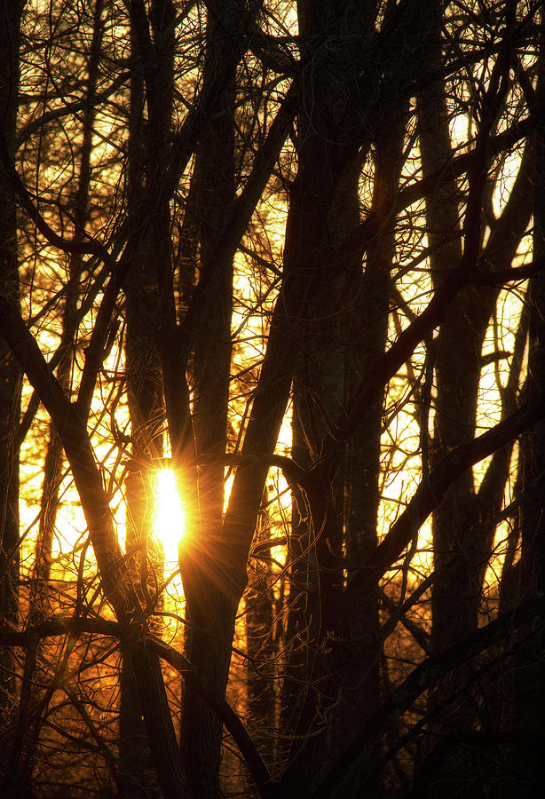 Sunset Through the Trees Photograph by Charles Floyd