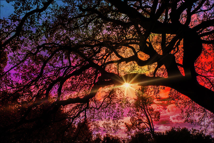 Sunset Through The Trees Photograph by Jerry Cowart