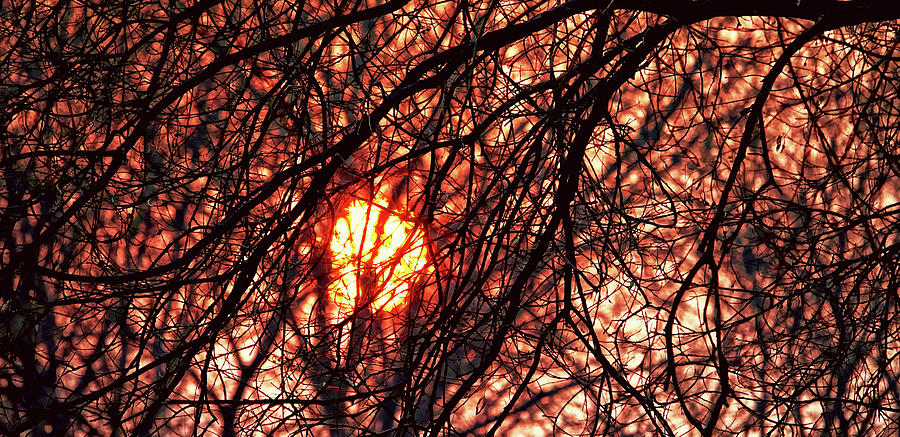 Sunset Through the Trees Photograph by Rick Lawler