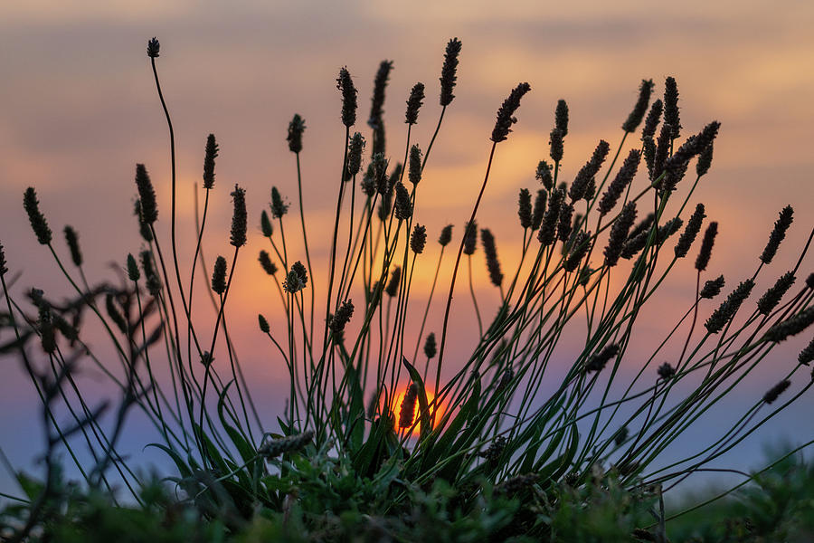 Sunset Through the Weeds Photograph by Jerry Gammon