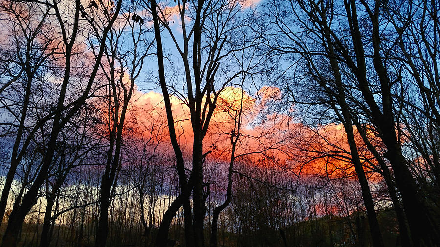 Sunset Through the Woods Photograph by Ally White