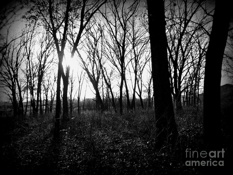 Sunset Through The Woods - Black and White - Frank J Casella Photograph by Frank J Casella
