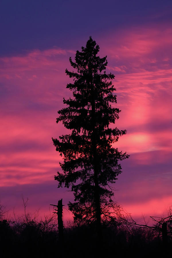 Sunset Tree Photograph by Brook Burling