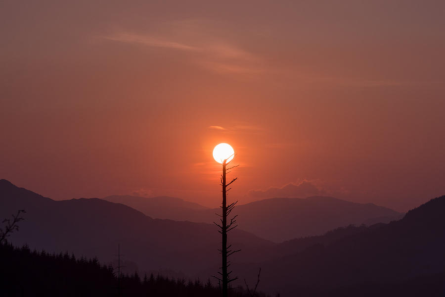 Sunset tree Photograph by Daniel Letford