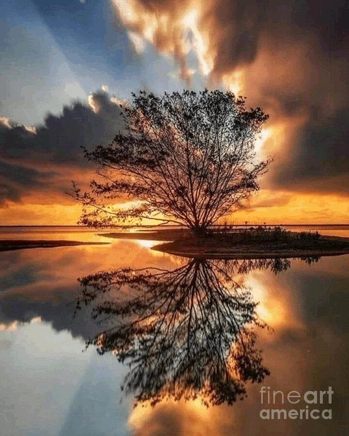 Sunset Tree Reflection Photograph by Anthony Davis - Fine Art America