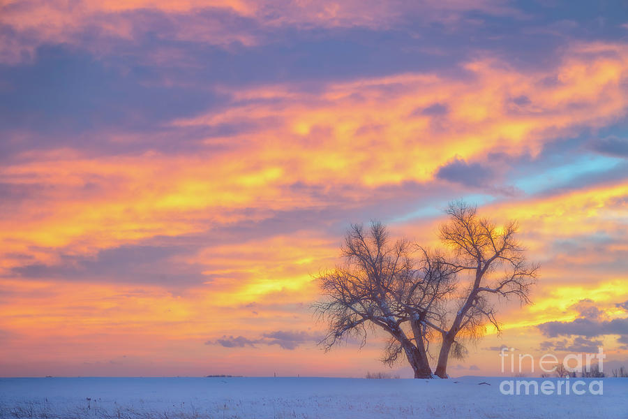 Sunset Tree Photograph by Ronda Kimbrow