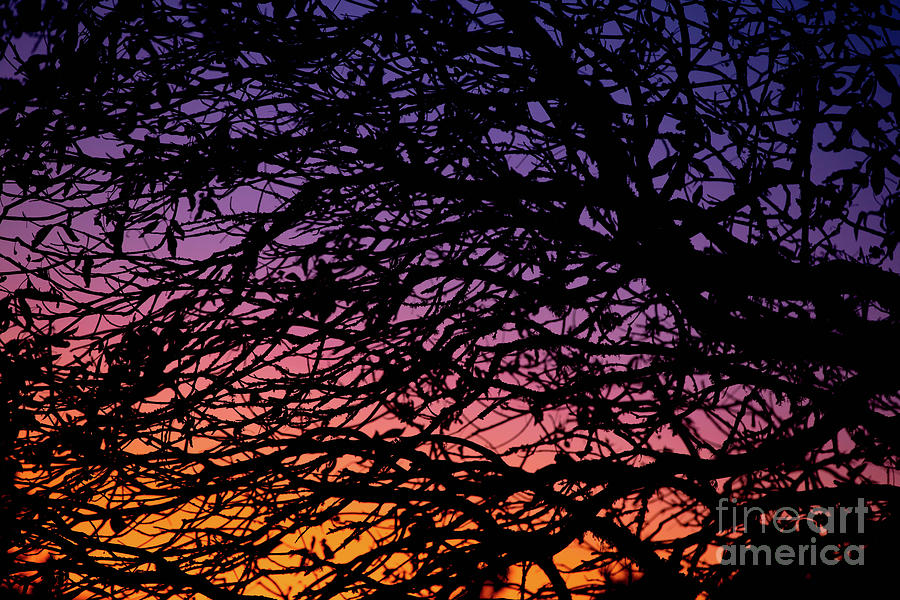 Sunset Photograph - Sunset Tree Silhouette by Diane Diederich