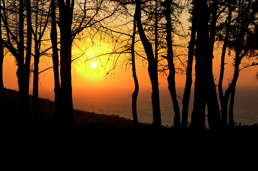 Sunset trees Photograph by Anna Kluba