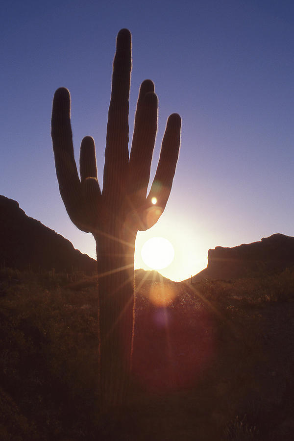 Sunset Through a Saguaro Cactus Photograph by Mike McGlothlen