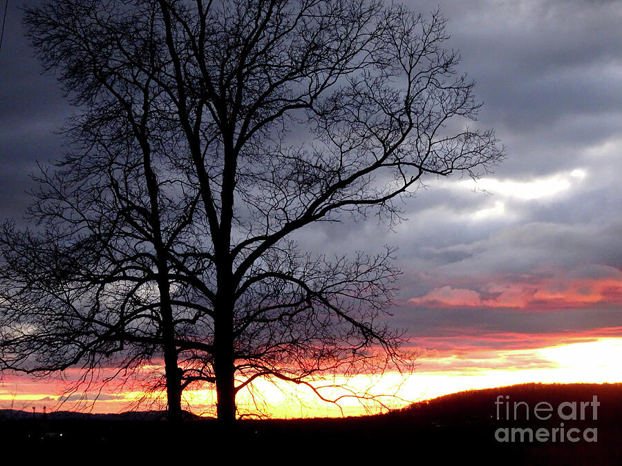 Sunset Twilight Winter Tree silhouette dramatic sky Photograph by GJ Glorijean