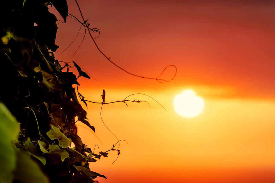 Sunset Vines Photograph by Christopher Johnson