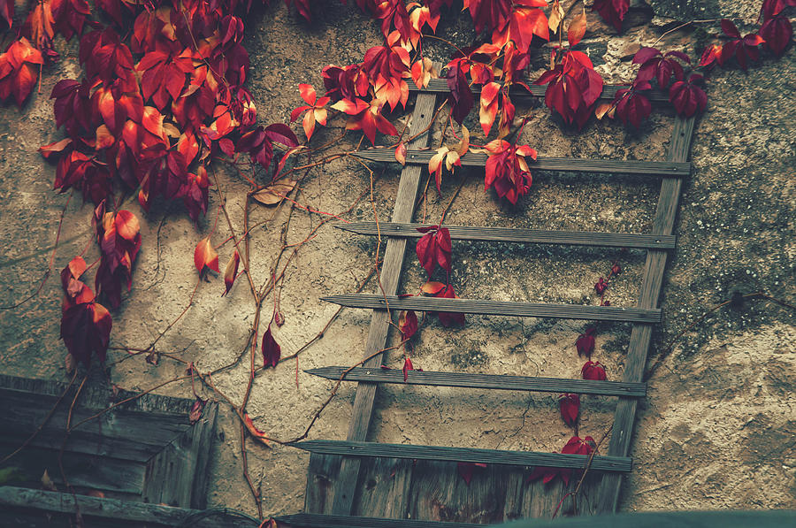 Sunset Walks In Durnstein. Wooden Ladder and Splash of Red Leaves Photograph by Jenny Rainbow