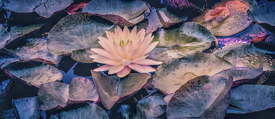 Sunset Waterlily  Photograph by Julie Palencia