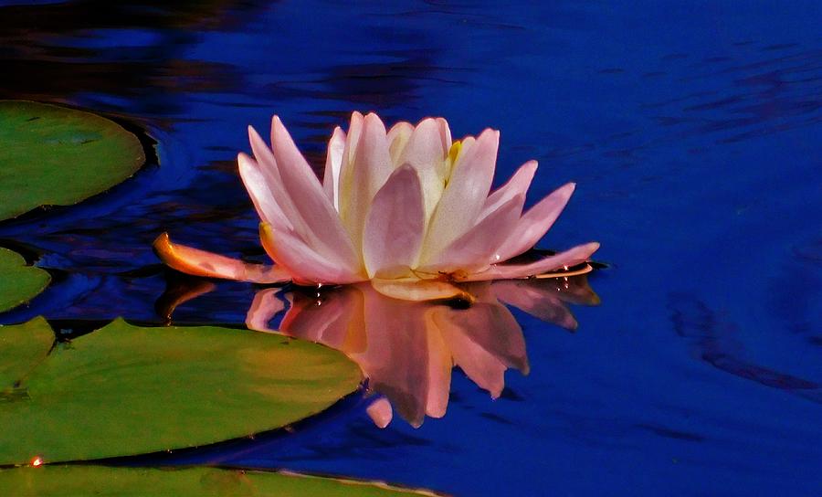 - Sunset Waterlily  Photograph by THERESA Nye