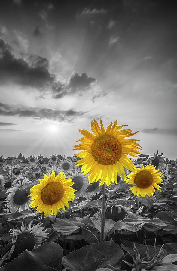 Sunflower Photograph - Sunset with beautiful yellow pop sunflowers by Melanie Viola