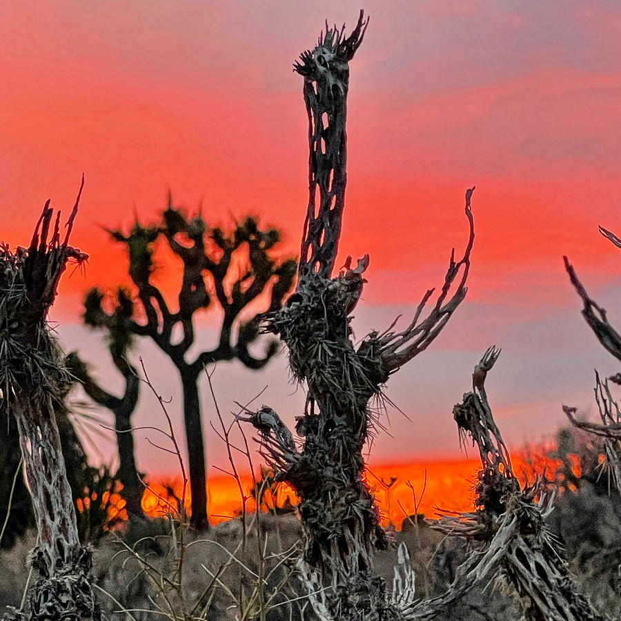 Sunset with chollas and joshua trees Photograph by Perry Hoffman