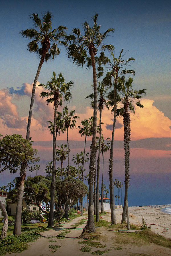 Sunset with Palm Trees on Cabrillo Beach by Los Angeles Photograph by Randall Nyhof