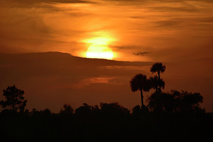 Sunset With Sabal Palms Photograph by Cindy McIntyre