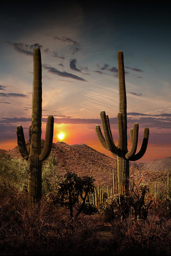 Sunset With Saguaro Cactuses In Saguaro National Park Photograph