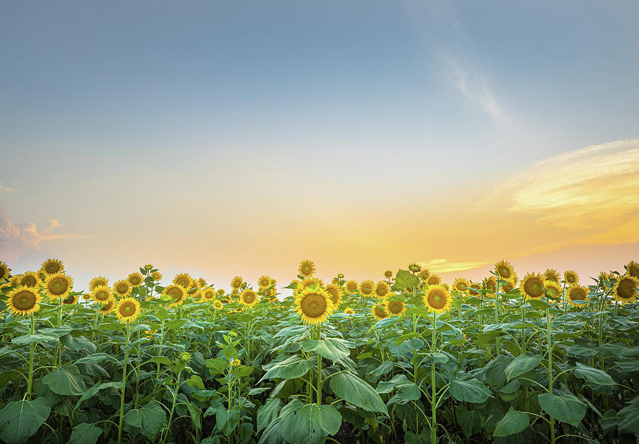 Sunset With Sunflowers Photograph