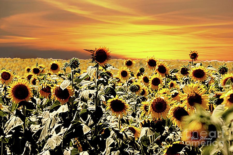 Sunset with Sunflowers Photograph by Yumi Johnson