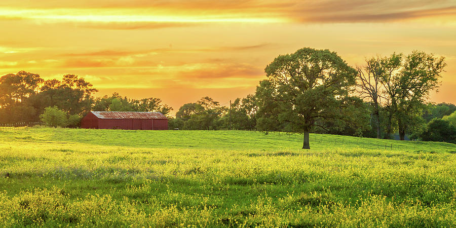 Sunset Yellow Flowers And A Barn Photograph by James Eddy