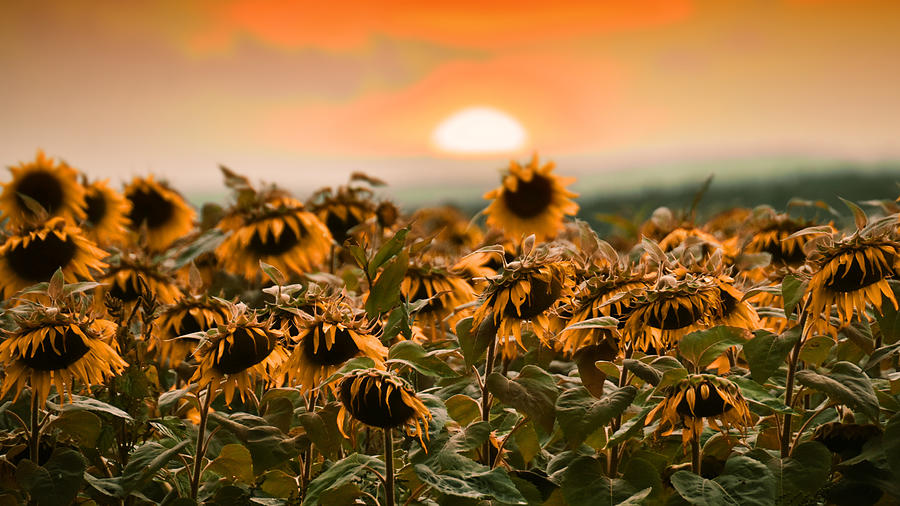 Sleepy Time for Sunflowers  Photograph by Ingrid Zagers