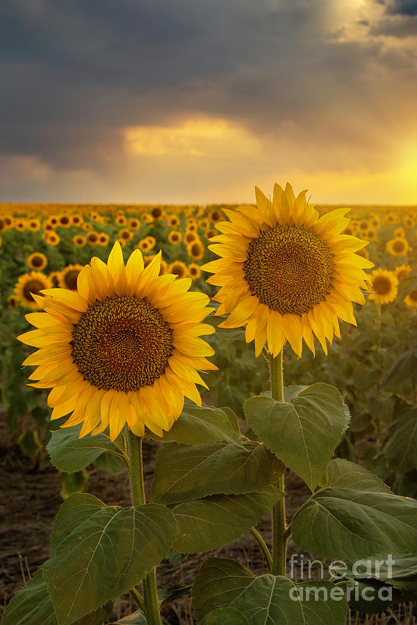 Sunsets And Sunflowers Photograph