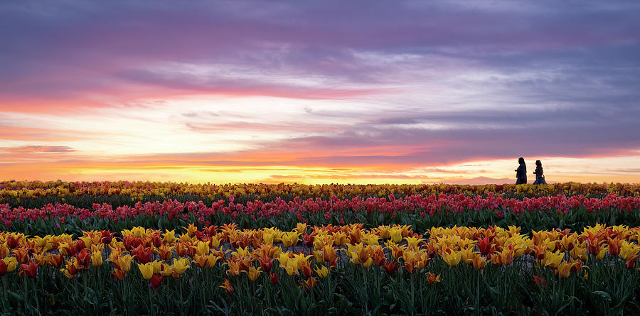 Sunsets and Tulips Photograph by Art Cole