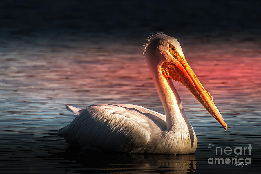 Sunsets on White Pelican Photograph by Philip And Robbie Bracco