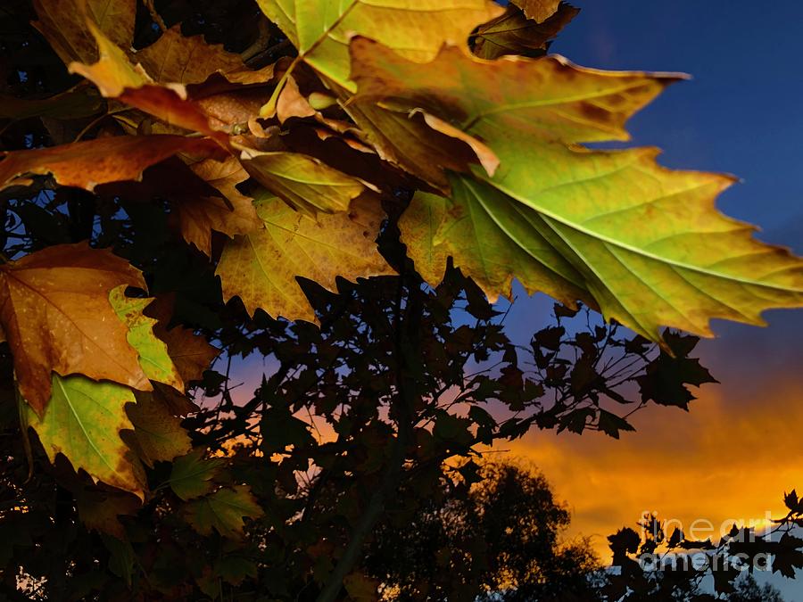Sunsets vs Fall  Photograph by Chris Tarpening