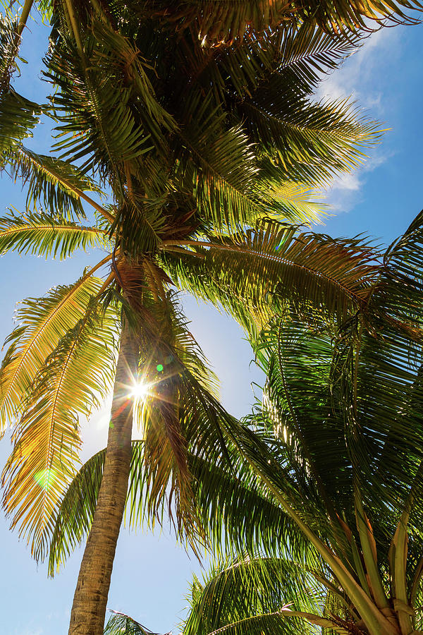 Palm Trees Photograph - Sunshine and  Tall Palm Trees Extends Towards the Sky by James BO Insogna
