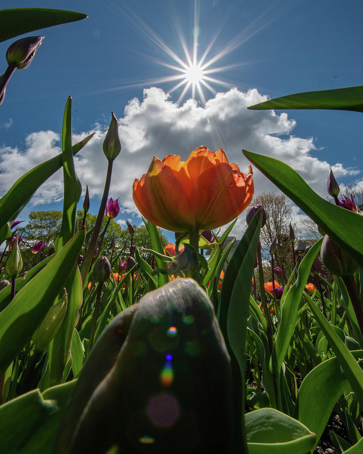 Sunshine and Tulips Photograph by Sally Cooper