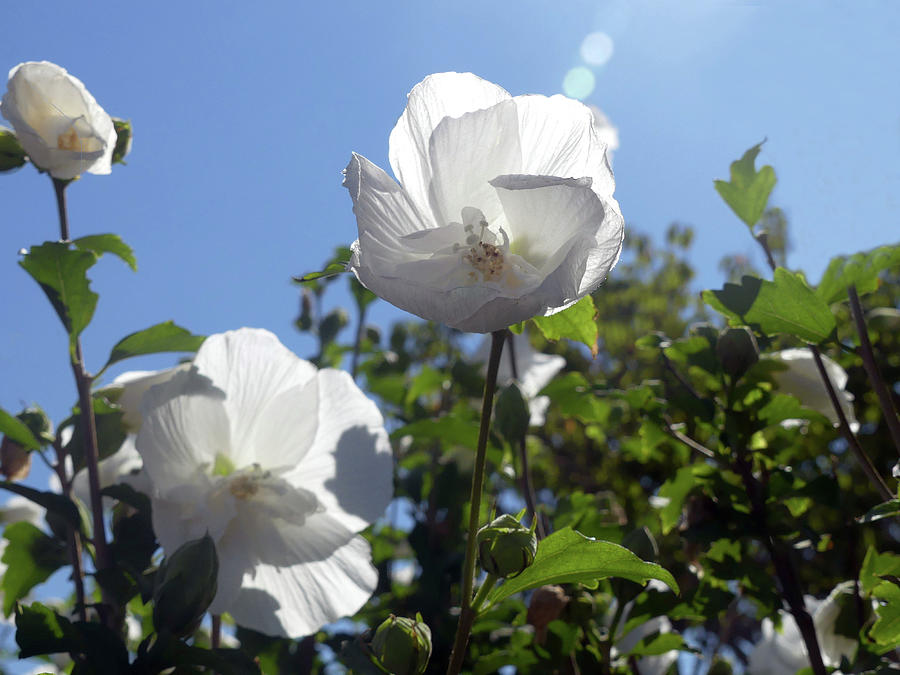 Sunshine and White Flowers Photograph by Sharon Williams Eng
