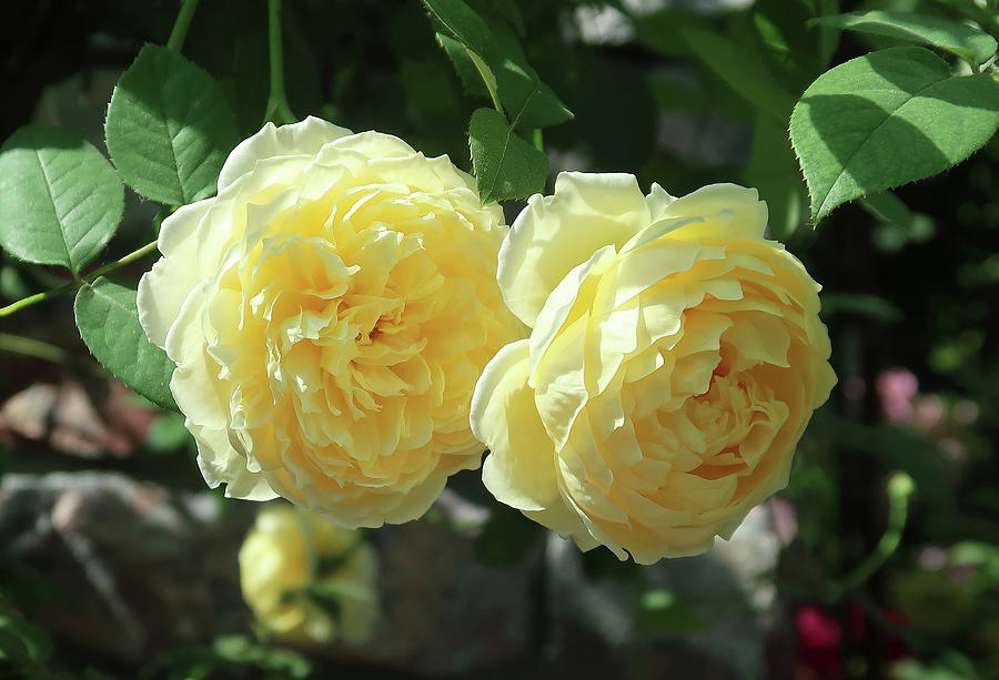 Sunshine and Yellow Roses Photograph by Karen Fernandez - Fine Art America