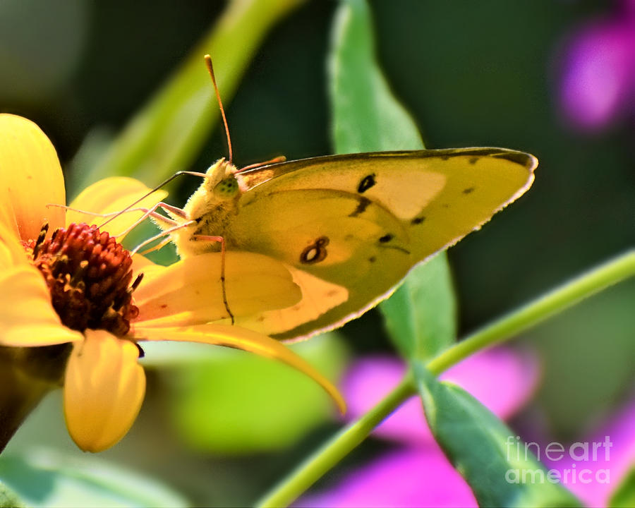Sunshine Butterfly Photograph by Kathy M Krause