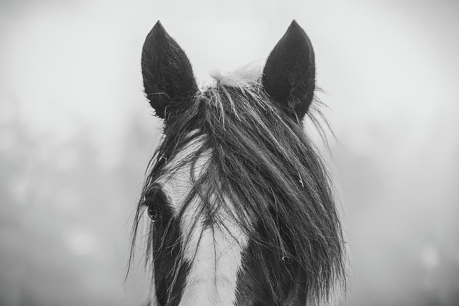 Sunshine II - Horse Art Photograph by Lisa Saint