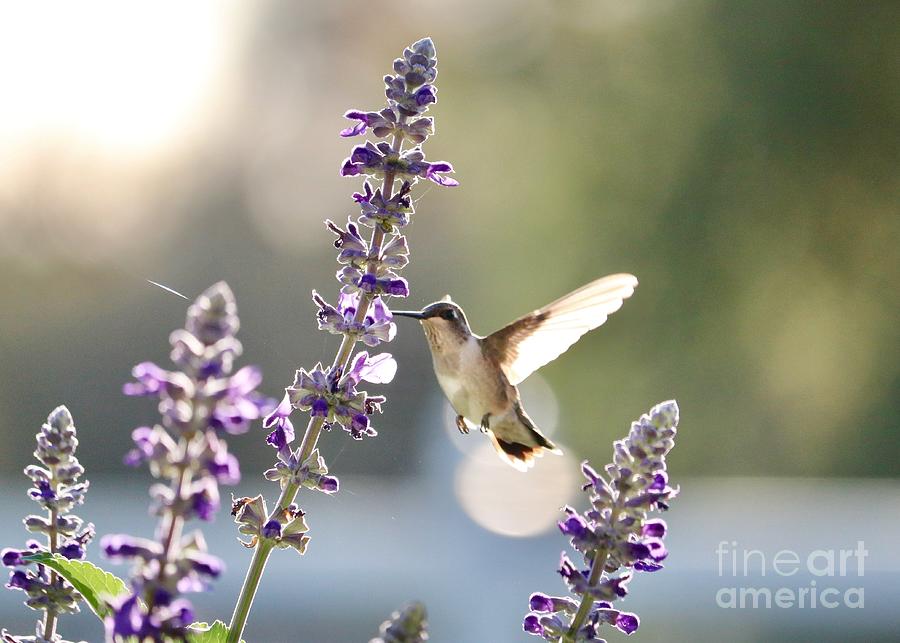 Sunshine Hummingbird Photograph by Carol Groenen