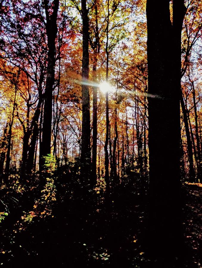 Sunshine in the Woods Photograph by Jeremy Lyman