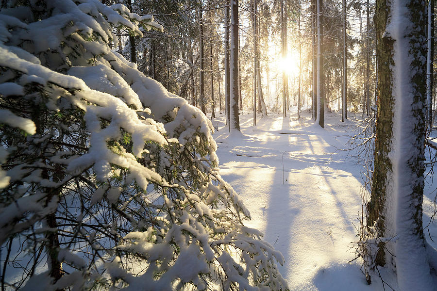 Sunshine in winter forest Photograph by Juhani Viitanen - Fine Art America