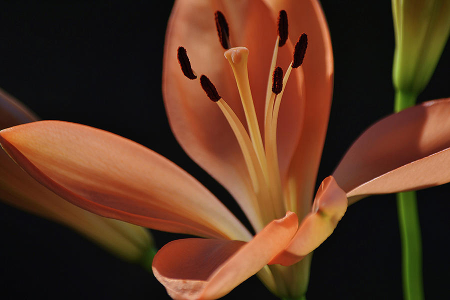 Sunshine Lily Flower Photograph by Gaby Ethington