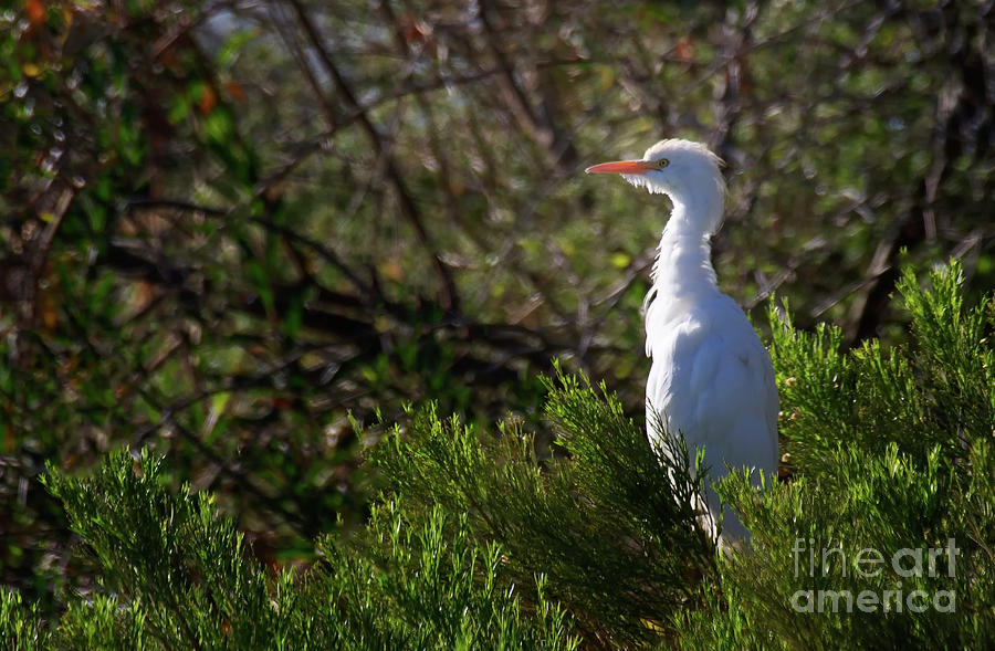 Sunshine on a Cattle Egret Photograph by Ruth Jolly