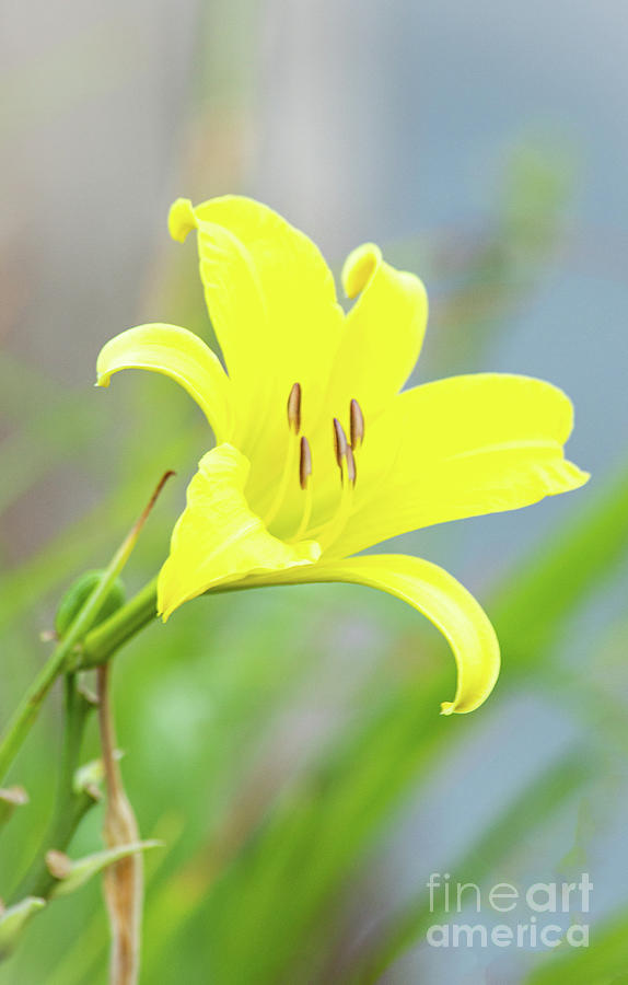 Sunshine On A Stem Photograph by Sharon Mayhak - Pixels
