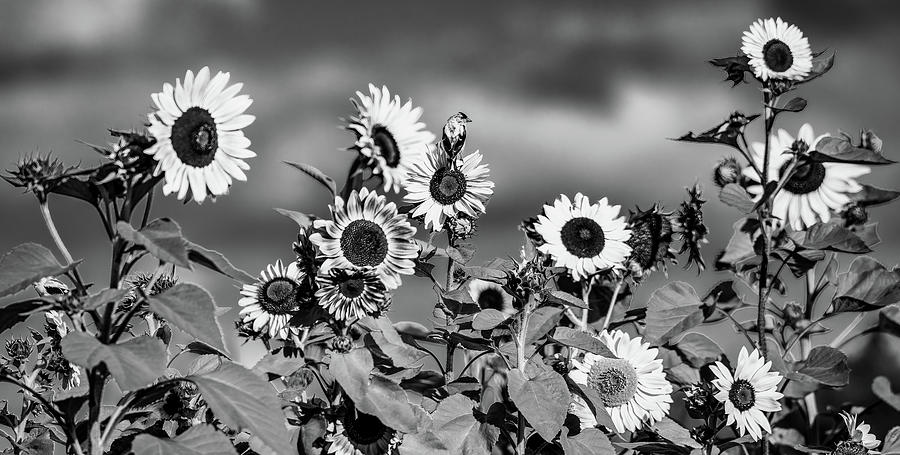 Sunshine on My Shoulder, Black and White Photograph by Marcy Wielfaert