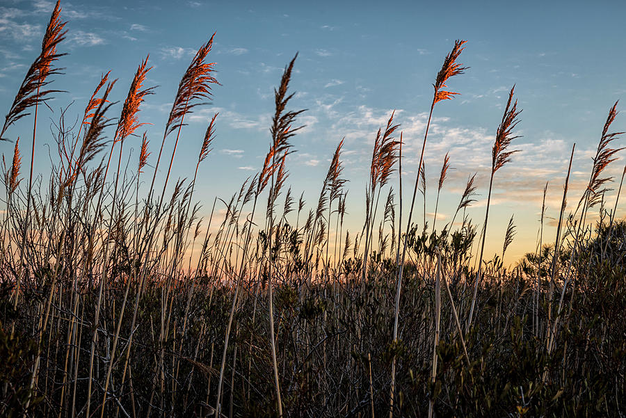 National Parks Photograph - Sunshine on the Weeds by Carol Ward