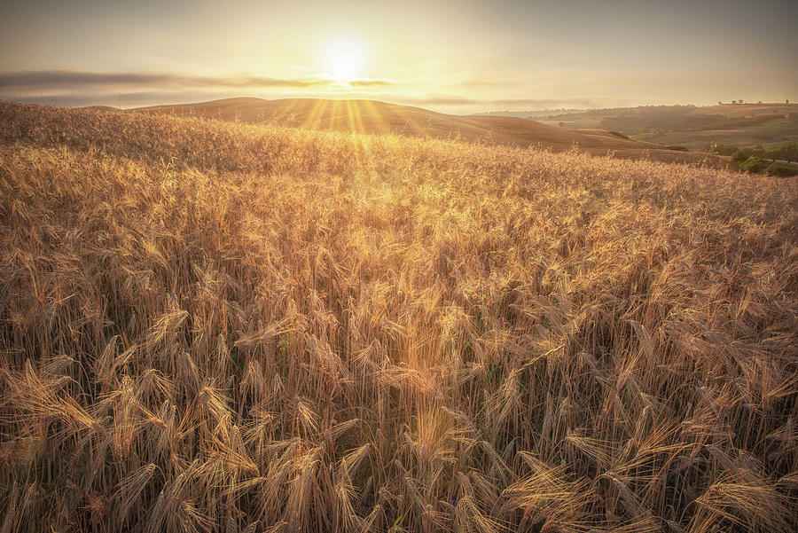 Sunshine over Tuscany Wheat Field Photograph by Celia Zhen