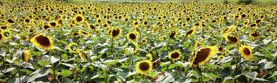Sunflower Photograph - Sunshine Panorama by Stephanie Hobbs
