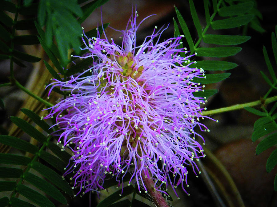 Sunshine Powderpuff Mimosa Photograph by Jo M - Fine Art America