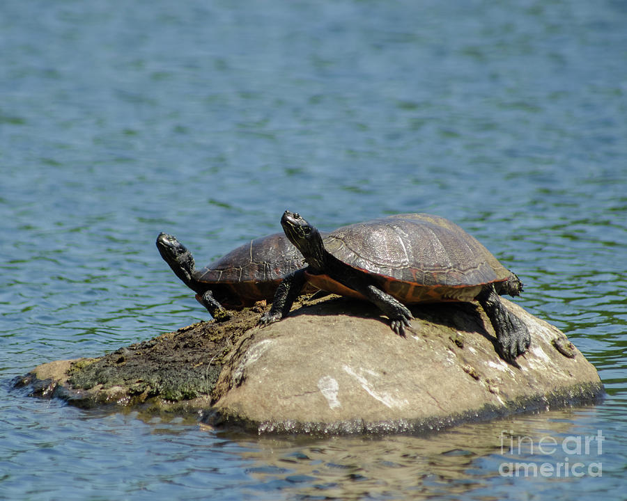 Sunshine Rock with Turtles Animal / Wildlife Photograph Photograph by PIPA Fine Art - Simply Solid